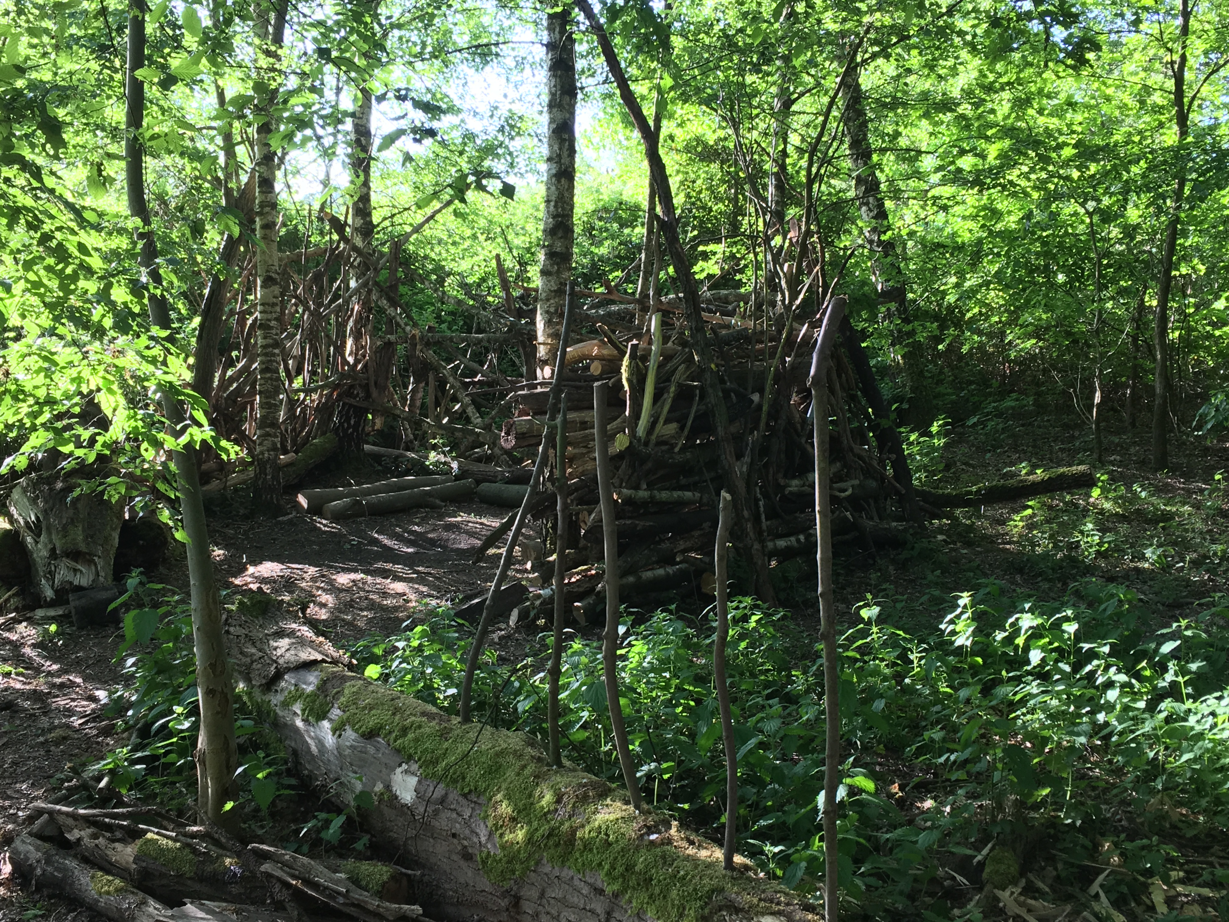 Selbstgebaute Hütte aus Zweigen und Ästen in einem lichtdurchfluteten Birkenwald